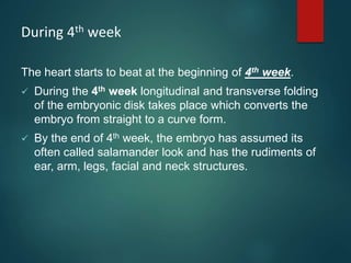 During 4th week
The heart starts to beat at the beginning of 4th week.
 During the 4th week longitudinal and transverse folding
of the embryonic disk takes place which converts the
embryo from straight to a curve form.
 By the end of 4th week, the embryo has assumed its
often called salamander look and has the rudiments of
ear, arm, legs, facial and neck structures.
 