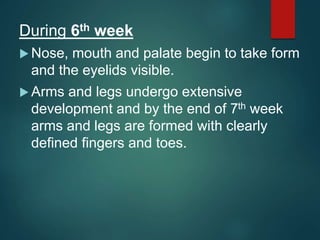 During 6th week
 Nose, mouth and palate begin to take form
and the eyelids visible.
 Arms and legs undergo extensive
development and by the end of 7th week
arms and legs are formed with clearly
defined fingers and toes.
 