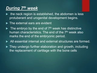 During 7th week
 the neck region is established, the abdomen is less
protuberant and urogenital development begins.
 The external ears are evident
 The embryo by the end of 7th week has distinctive
human characteristics. The end of the 7th week also
marks the end of the embryonic period.
 All essential internal and external structures are formed.
 They undergo further elaboration and growth, including
the replacement of cartilage with the bone cells
 