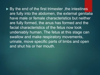  By the end of the first trimester ,the intestines
are fully into the abdomen, the external genitalia
have male or female characteristics but neither
are fully formed, the anus has formed and the
facial characteristics of the fetus now look
undeniably human. The fetus at this stage can
swallow and make respiratory movements,
urinate, move specific parts of limbs and open
and shut his or her mouth.
 