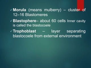 Morula (means mulberry) – cluster of
12–16 Blastomeres
Blastophere– about 60 cells Inner cavity
is called the blastocoele
Trophoblast – layer separating
blastocoele from external environment
 