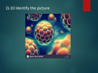 Q-10 Identify the picture
 