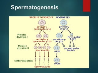 Spermatogenesis
 