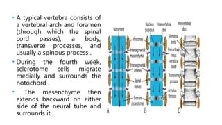 Vertebra Development Comprehensive Embryology of the Skeletal System: Development ...