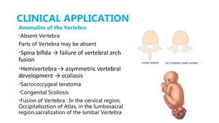 Vertebra Development Comprehensive Embryology of the Skeletal System: Development ...