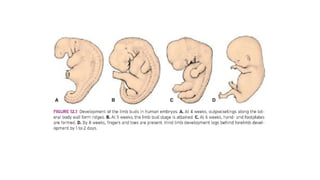 Skeletal Development Abstract Comprehensive Embryology of the Skeletal System: Development ...