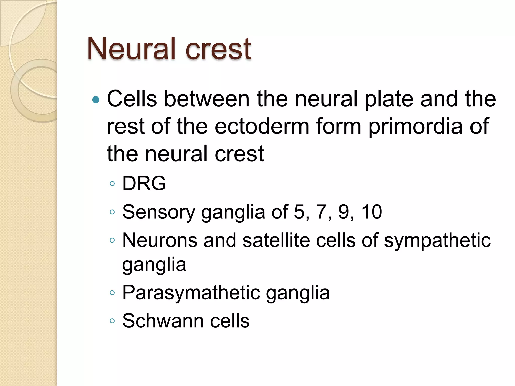 Neural crest
   Cells between the neural plate and the
    rest of the ectoderm form primordia of
    the neural crest
    ◦ DRG
    ◦ Sensory ganglia of 5, 7, 9, 10
    ◦ Neurons and satellite cells of sympathetic
      ganglia
    ◦ Parasymathetic ganglia
    ◦ Schwann cells
 