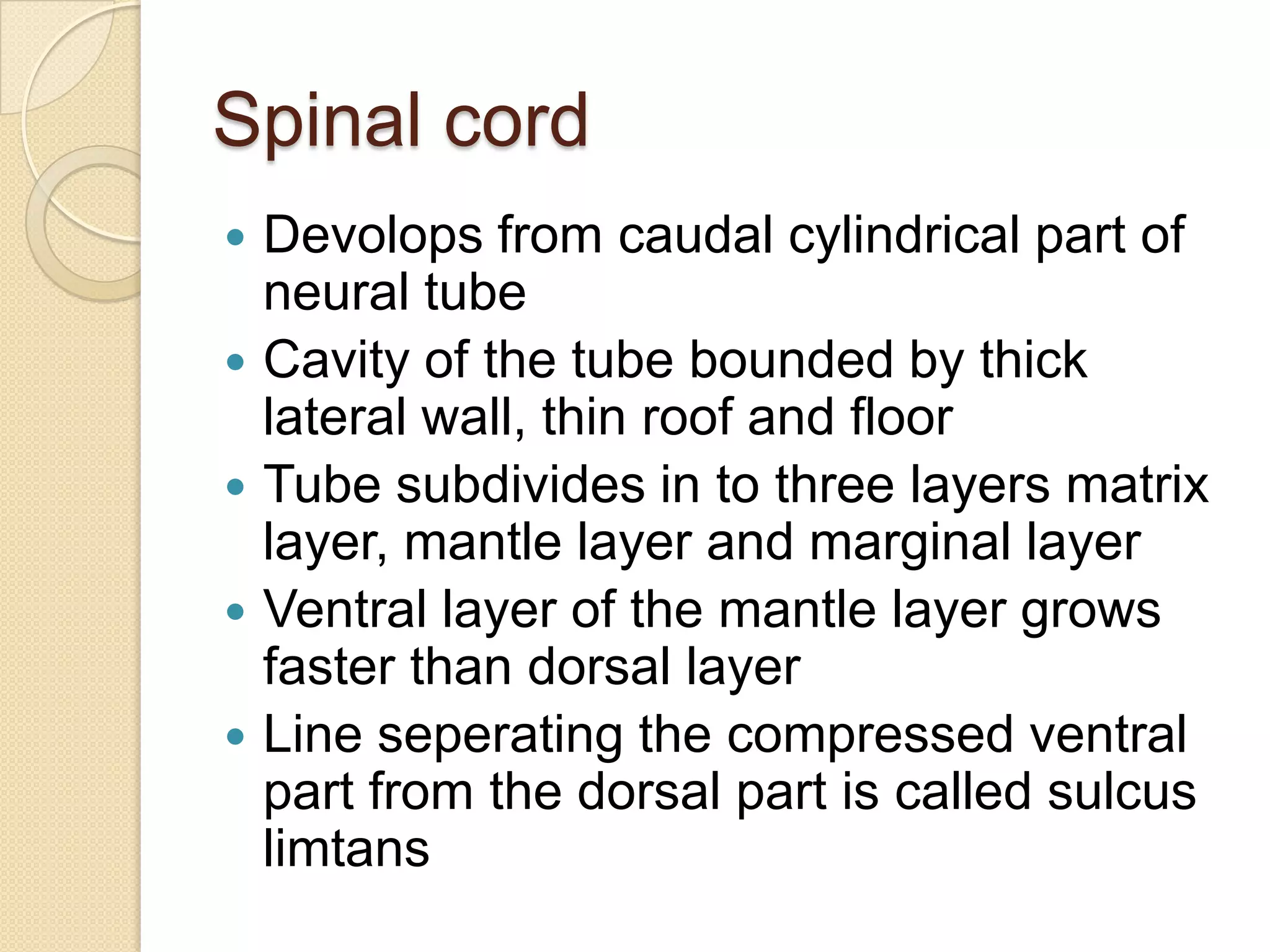 Spinal cord
   Devolops from caudal cylindrical part of
    neural tube
   Cavity of the tube bounded by thick
    lateral wall, thin roof and floor
   Tube subdivides in to three layers matrix
    layer, mantle layer and marginal layer
   Ventral layer of the mantle layer grows
    faster than dorsal layer
   Line seperating the compressed ventral
    part from the dorsal part is called sulcus
    limtans
 