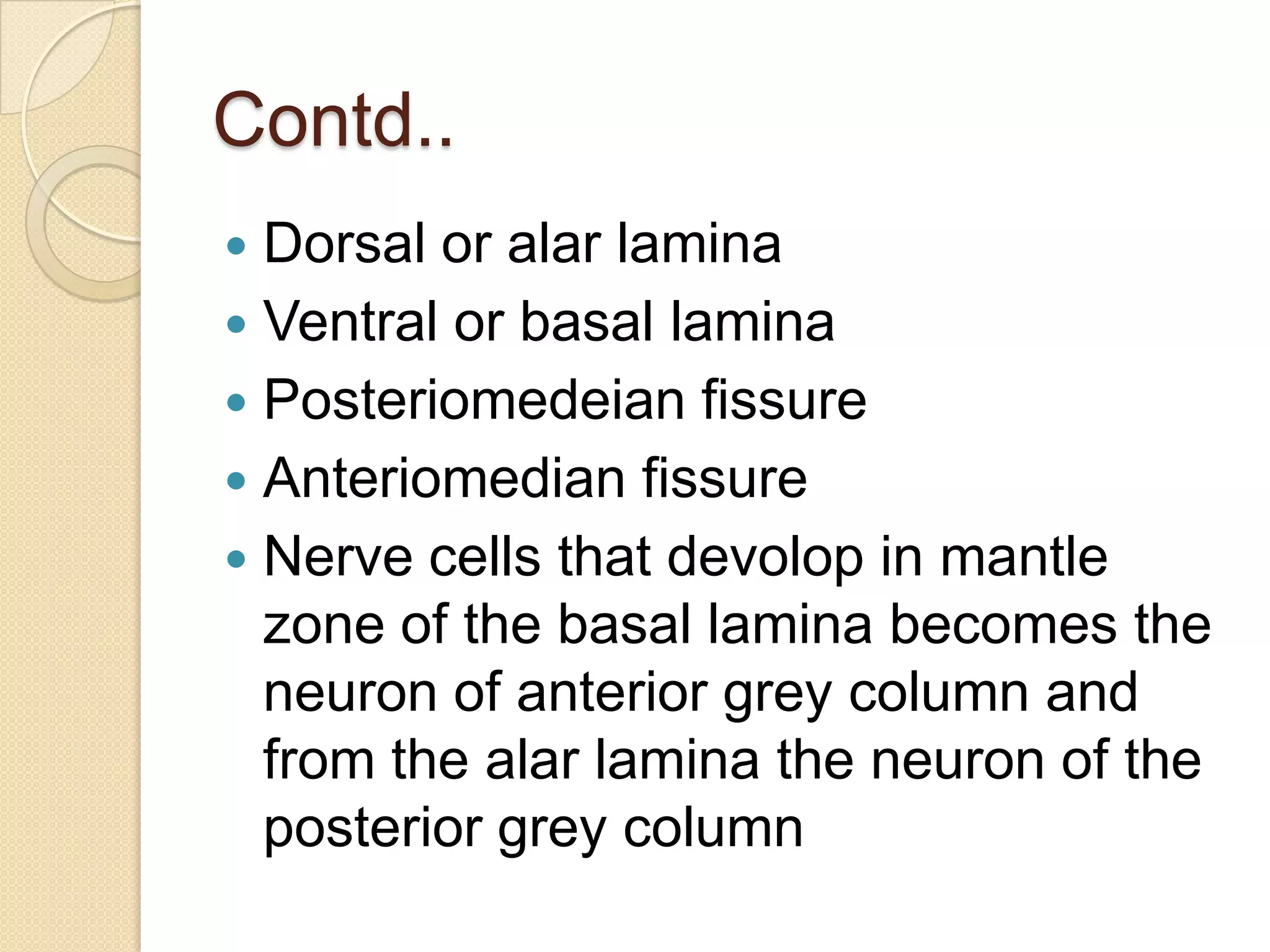 Contd..
 Dorsal or alar lamina
 Ventral or basal lamina
 Posteriomedeian fissure
 Anteriomedian fissure
 Nerve cells that devolop in mantle
  zone of the basal lamina becomes the
  neuron of anterior grey column and
  from the alar lamina the neuron of the
  posterior grey column
 