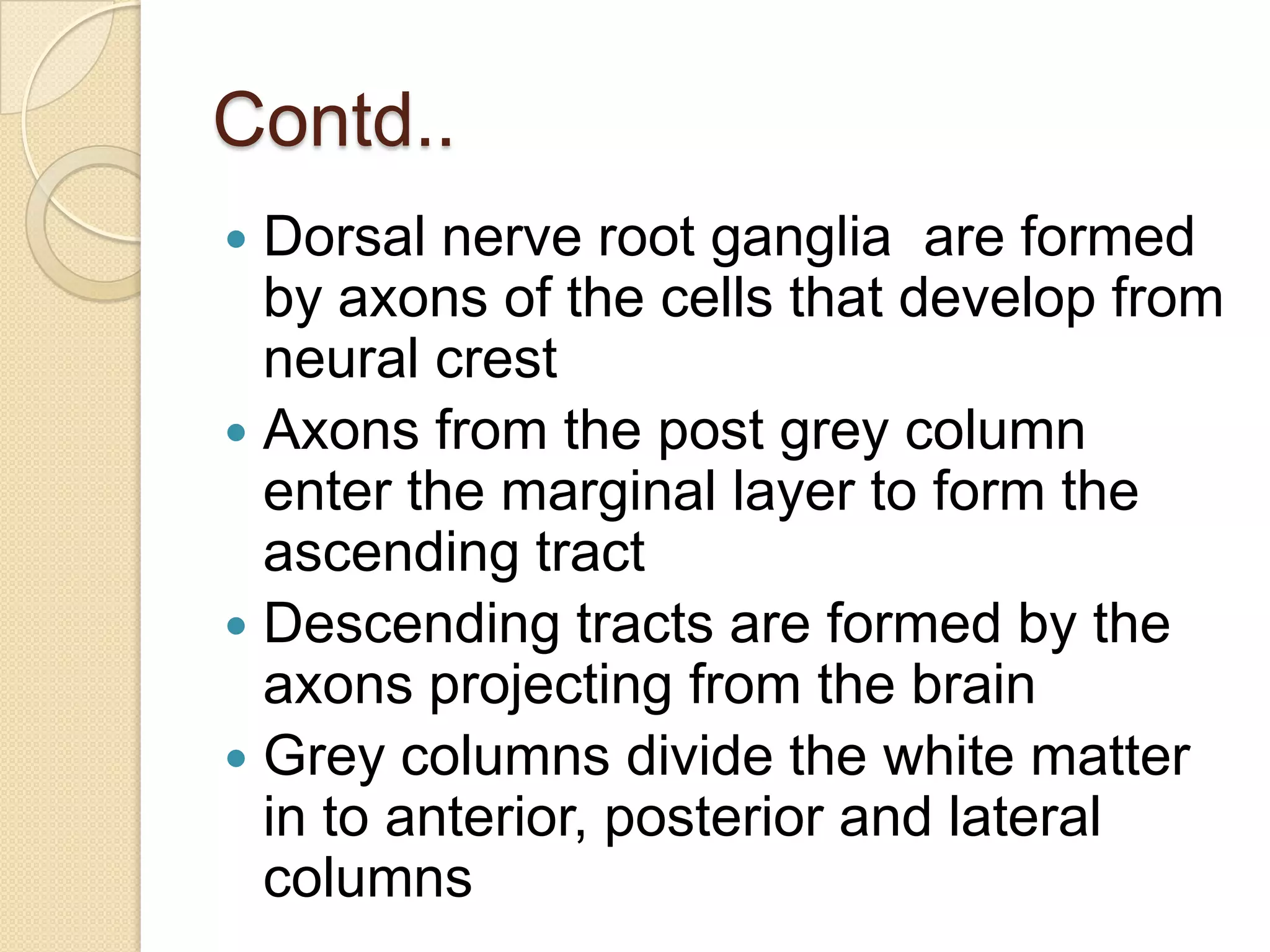 Contd..
 Dorsal nerve root ganglia are formed
  by axons of the cells that develop from
  neural crest
 Axons from the post grey column
  enter the marginal layer to form the
  ascending tract
 Descending tracts are formed by the
  axons projecting from the brain
 Grey columns divide the white matter
  in to anterior, posterior and lateral
  columns
 