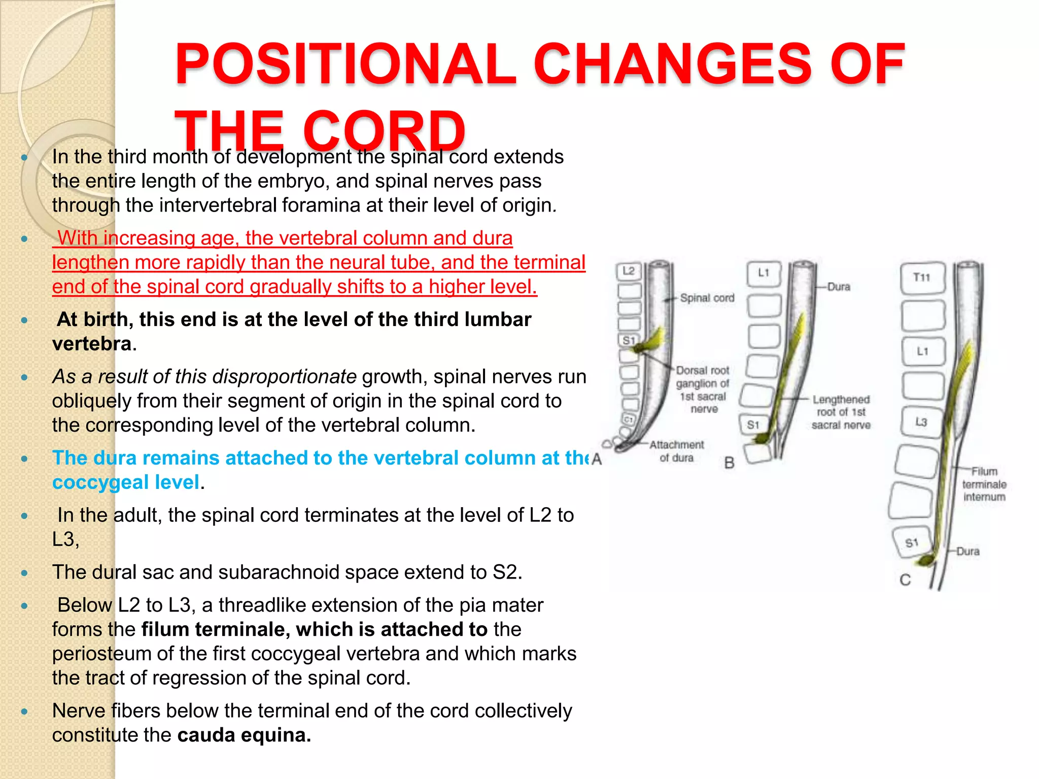 POSITIONAL CHANGES OF

                  THE CORD
    In the third month of development the spinal cord extends
    the entire length of the embryo, and spinal nerves pass
    through the intervertebral foramina at their level of origin.
    With increasing age, the vertebral column and dura
    lengthen more rapidly than the neural tube, and the terminal
    end of the spinal cord gradually shifts to a higher level.
   At birth, this end is at the level of the third lumbar
    vertebra.
   As a result of this disproportionate growth, spinal nerves run
    obliquely from their segment of origin in the spinal cord to
    the corresponding level of the vertebral column.
   The dura remains attached to the vertebral column at the
    coccygeal level.
   In the adult, the spinal cord terminates at the level of L2 to
    L3,
   The dural sac and subarachnoid space extend to S2.
    Below L2 to L3, a threadlike extension of the pia mater
    forms the filum terminale, which is attached to the
    periosteum of the first coccygeal vertebra and which marks
    the tract of regression of the spinal cord.
   Nerve fibers below the terminal end of the cord collectively
    constitute the cauda equina.
 