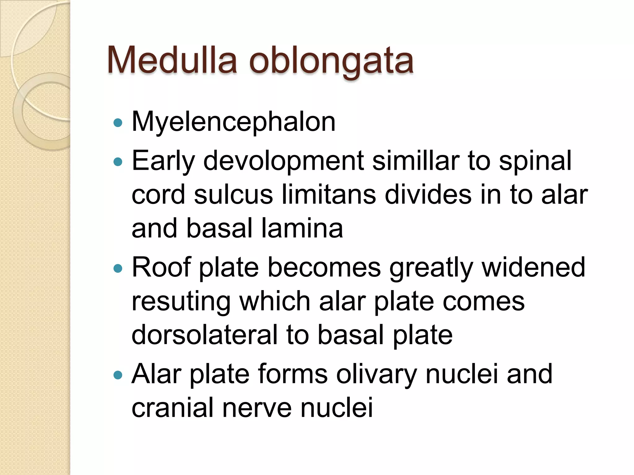 Medulla oblongata
 Myelencephalon
 Early devolopment simillar to spinal
  cord sulcus limitans divides in to alar
  and basal lamina
 Roof plate becomes greatly widened
  resuting which alar plate comes
  dorsolateral to basal plate
 Alar plate forms olivary nuclei and
  cranial nerve nuclei
 