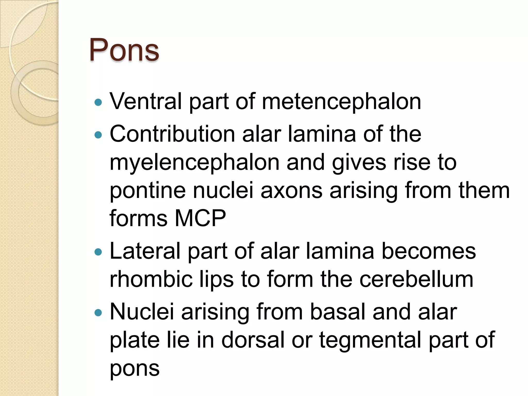 Pons
 Ventral part of metencephalon
 Contribution alar lamina of the
  myelencephalon and gives rise to
  pontine nuclei axons arising from them
  forms MCP
 Lateral part of alar lamina becomes
  rhombic lips to form the cerebellum
 Nuclei arising from basal and alar
  plate lie in dorsal or tegmental part of
  pons
 