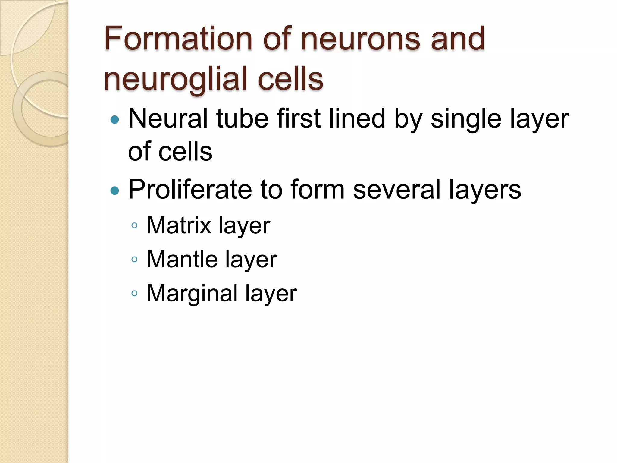 Formation of neurons and
neuroglial cells
 Neural tube first lined by single layer
  of cells
 Proliferate to form several layers
    ◦ Matrix layer
    ◦ Mantle layer
    ◦ Marginal layer
 