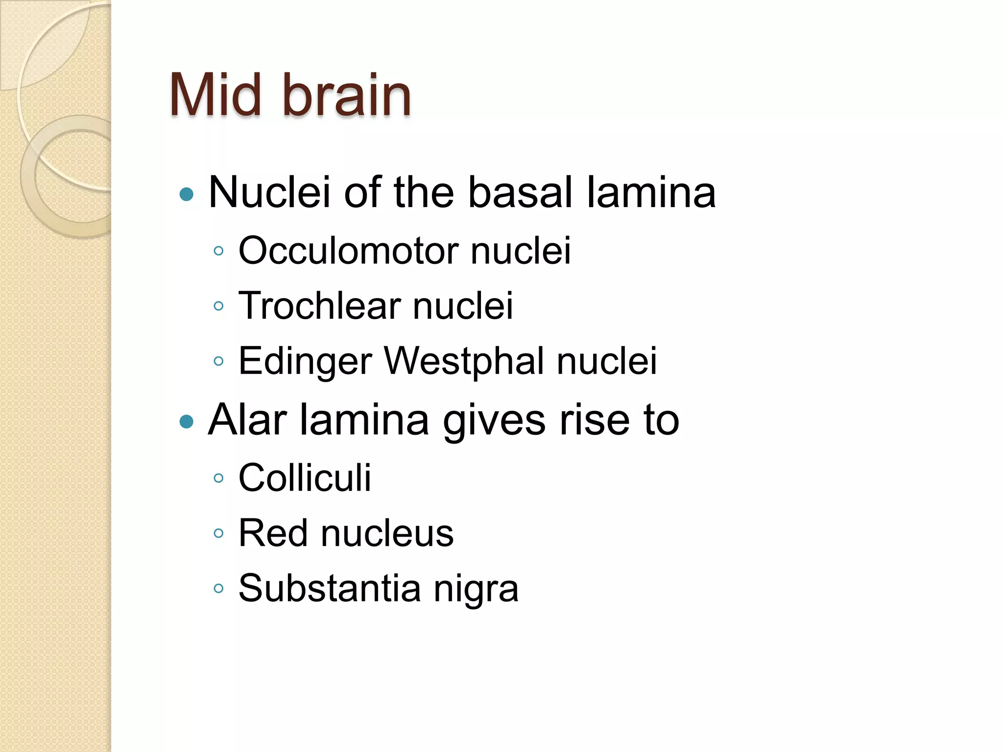Mid brain
   Nuclei of the basal lamina
    ◦ Occulomotor nuclei
    ◦ Trochlear nuclei
    ◦ Edinger Westphal nuclei
   Alar lamina gives rise to
    ◦ Colliculi
    ◦ Red nucleus
    ◦ Substantia nigra
 