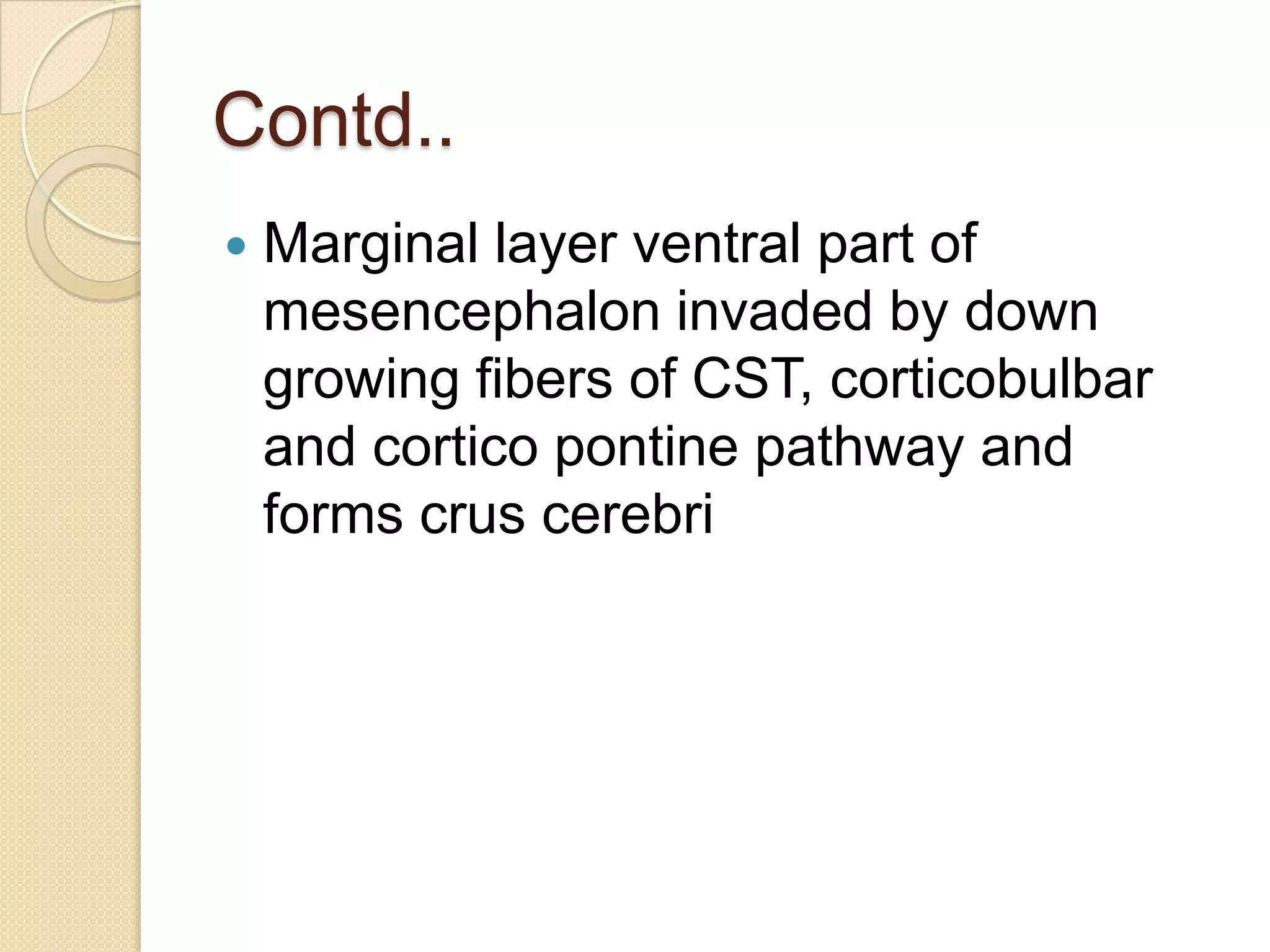Contd..
   Marginal layer ventral part of
    mesencephalon invaded by down
    growing fibers of CST, corticobulbar
    and cortico pontine pathway and
    forms crus cerebri
 