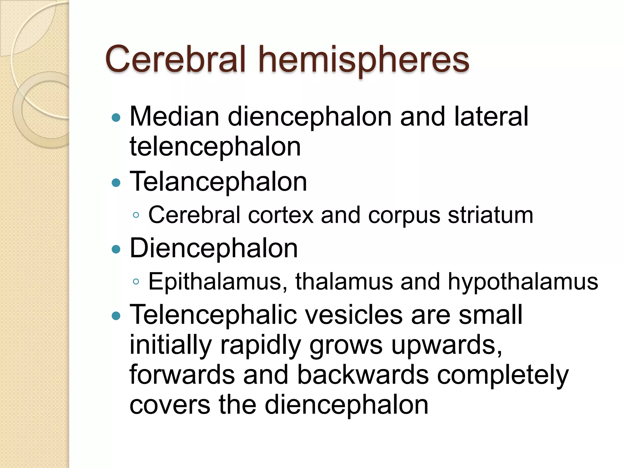 Cerebral hemispheres
 Median diencephalon and lateral
  telencephalon
 Telancephalon
    ◦ Cerebral cortex and corpus striatum
   Diencephalon
    ◦ Epithalamus, thalamus and hypothalamus
   Telencephalic vesicles are small
    initially rapidly grows upwards,
    forwards and backwards completely
    covers the diencephalon
 