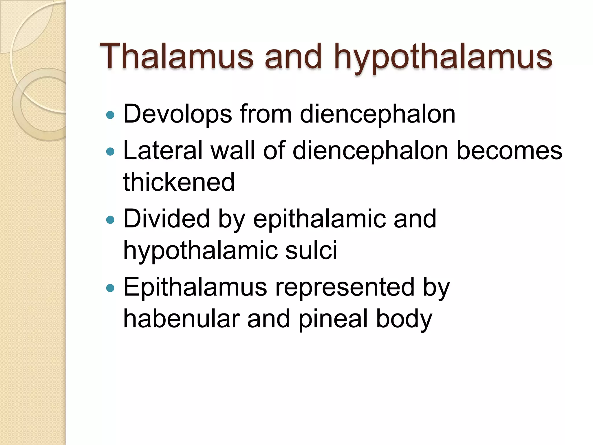 Thalamus and hypothalamus
 Devolops from diencephalon
 Lateral wall of diencephalon becomes
  thickened
 Divided by epithalamic and
  hypothalamic sulci
 Epithalamus represented by
  habenular and pineal body
 