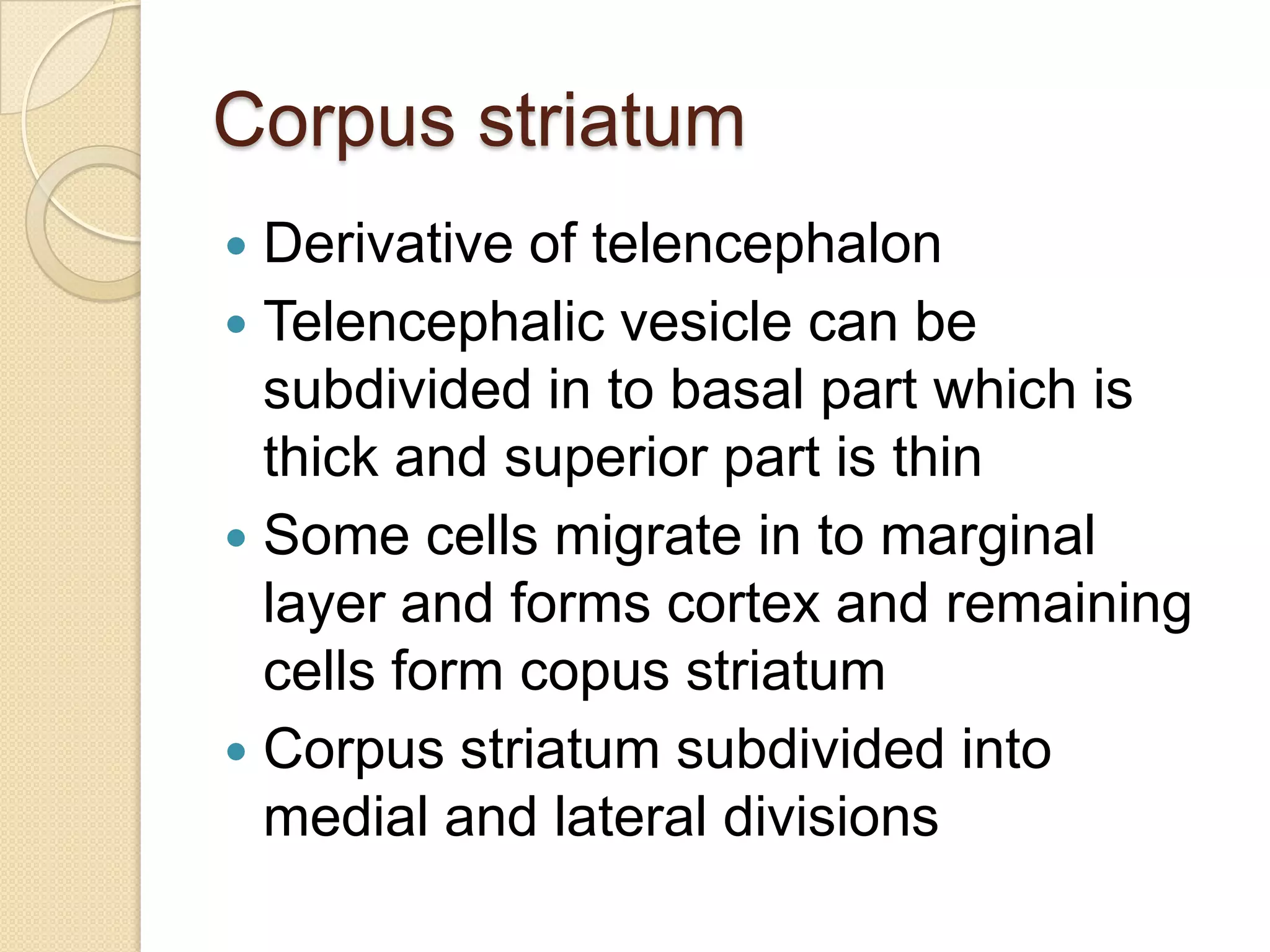 Corpus striatum
 Derivative of telencephalon
 Telencephalic vesicle can be
  subdivided in to basal part which is
  thick and superior part is thin
 Some cells migrate in to marginal
  layer and forms cortex and remaining
  cells form copus striatum
 Corpus striatum subdivided into
  medial and lateral divisions
 