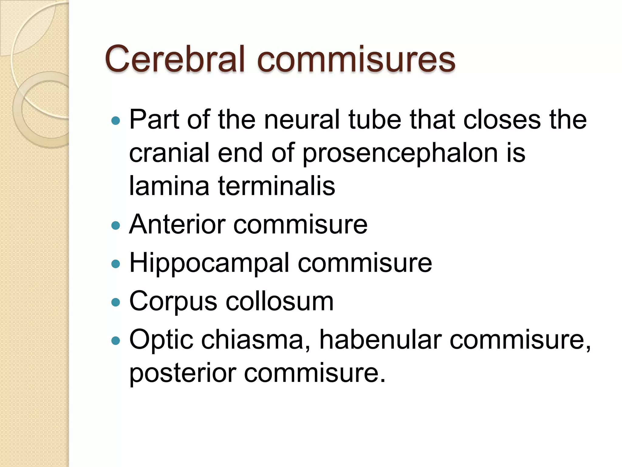 Cerebral commisures
 Part of the neural tube that closes the
  cranial end of prosencephalon is
  lamina terminalis
 Anterior commisure
 Hippocampal commisure
 Corpus collosum
 Optic chiasma, habenular commisure,
  posterior commisure.
 