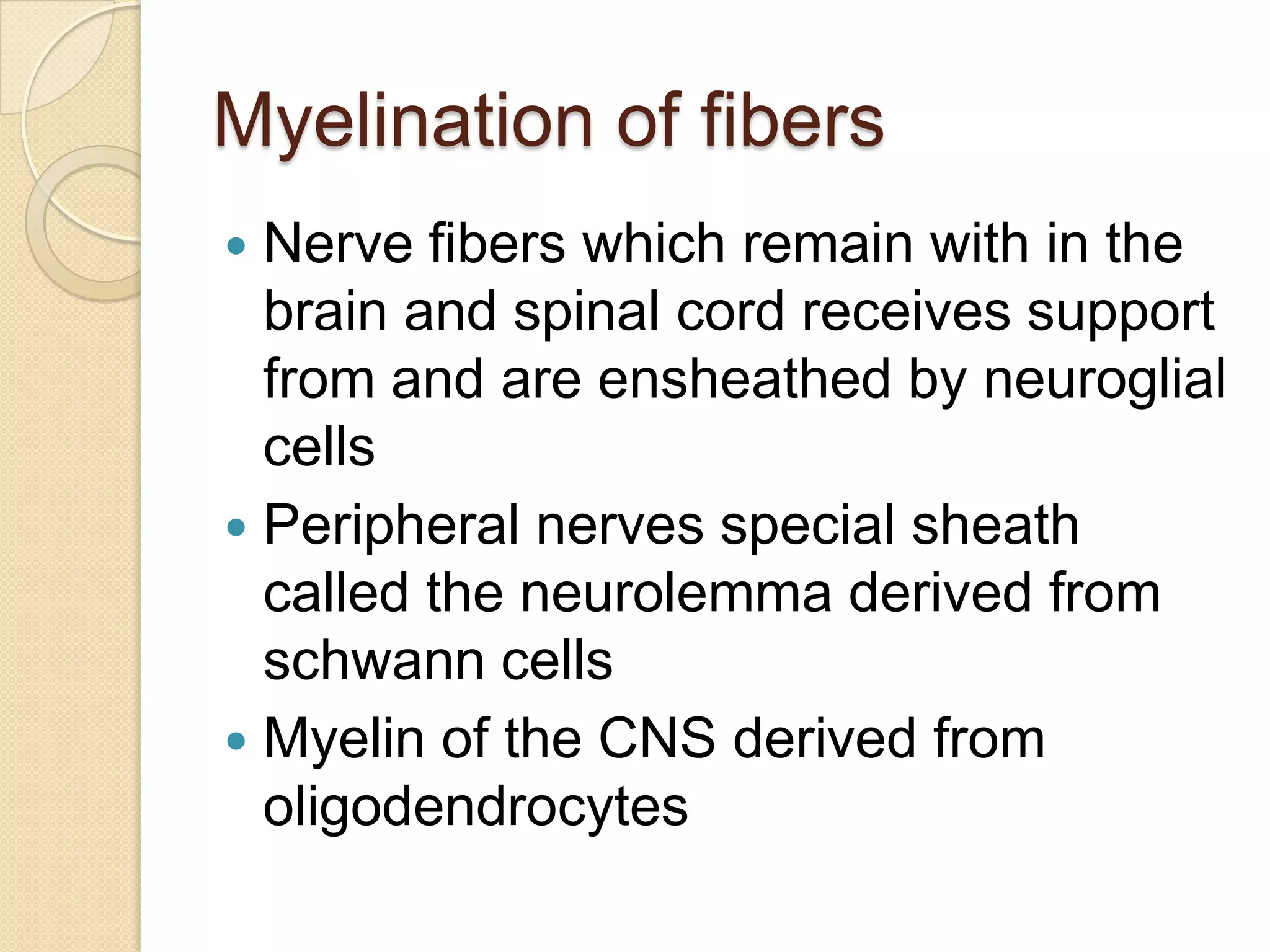 Myelination of fibers
 Nerve fibers which remain with in the
  brain and spinal cord receives support
  from and are ensheathed by neuroglial
  cells
 Peripheral nerves special sheath
  called the neurolemma derived from
  schwann cells
 Myelin of the CNS derived from
  oligodendrocytes
 
