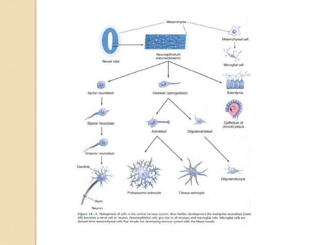 Embryology of nervous system | PPTX | Brain and Nervous System ...