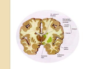 Embryology of nervous system