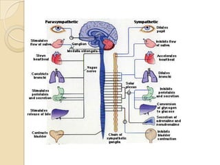 Embryology of nervous system