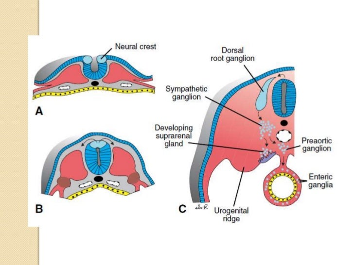 Embryology of nervous system