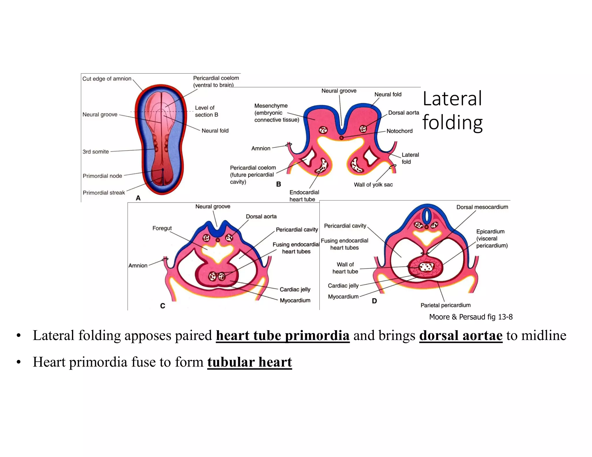 Embryology week 1 to 4 of development.pdf