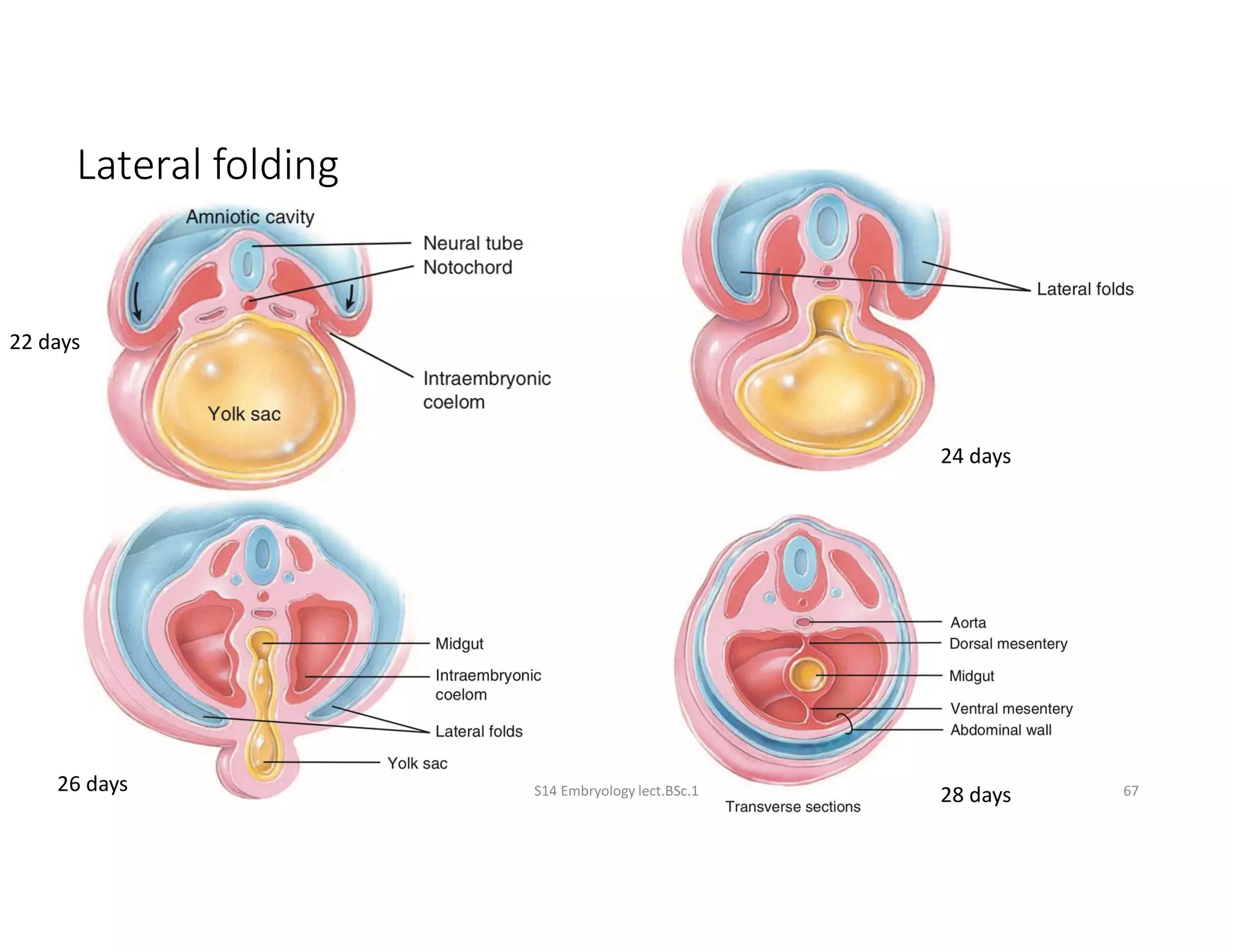 Embryology week 1 to 4 of development.pdf