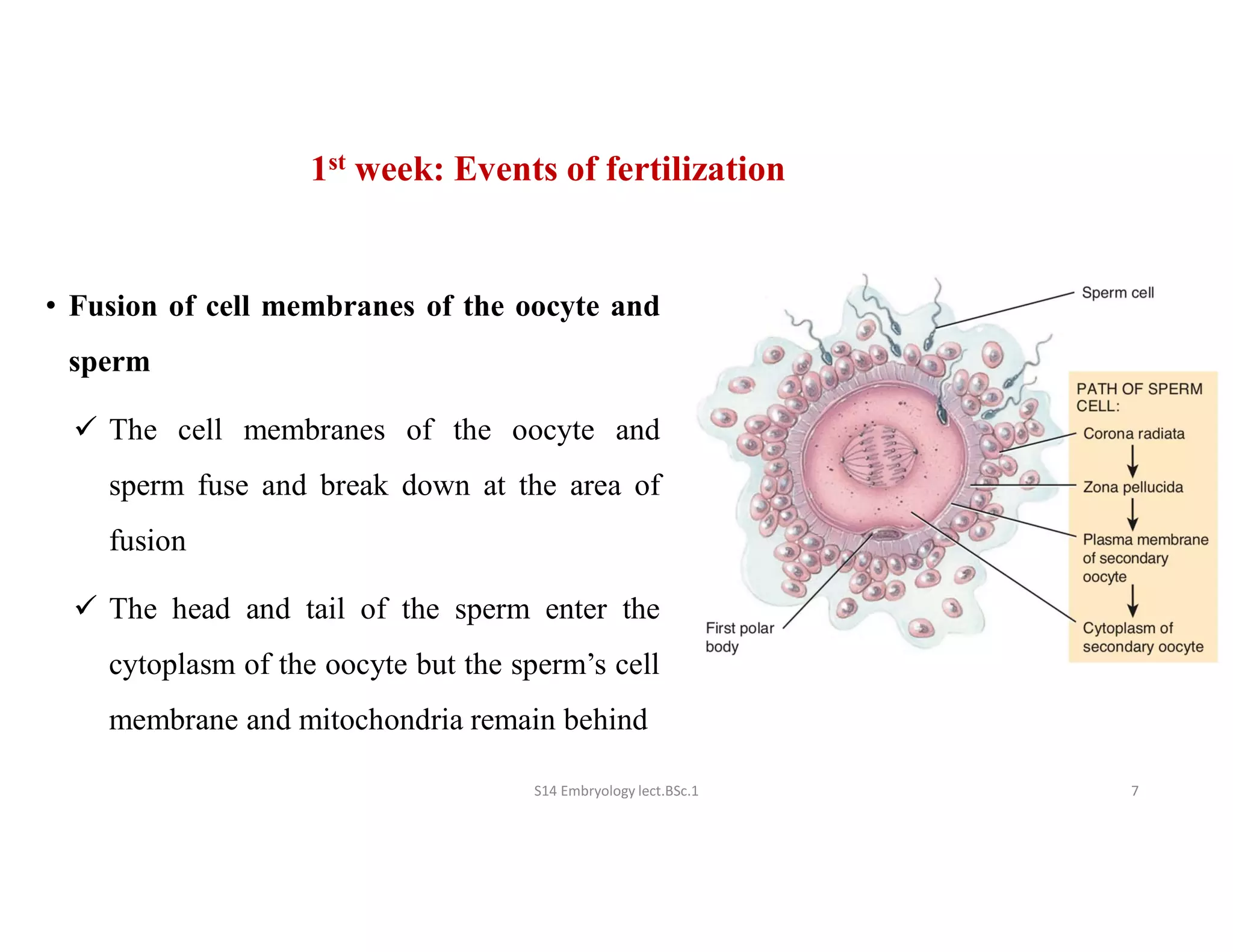 Embryology week 1 to 4 of development.pdf