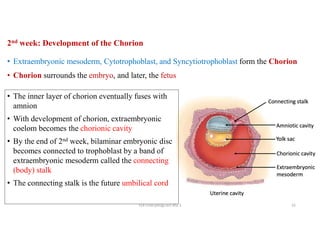 Chorionic Layer Embryology week 1 to 4 of development.pdf