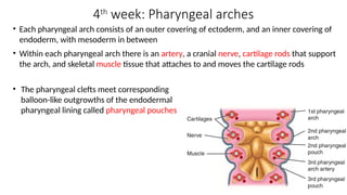 Embryology weeks 2-4 emberyoloy notes | PPTX