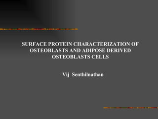 SURFACE PROTEIN CHARACTERIZATION OF OSTEOBLASTS AND ADIPOSE DERIVED OSTEOBLASTS CELLS Vij  Senthilnathan 
