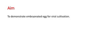 Aim
To demonstrate embryonated egg for viral cultivation.
 