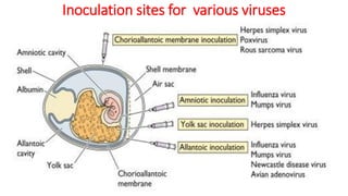 Inoculation sites for various viruses
 