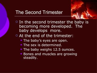 The Second Trimester In the second trimester the baby is becoming more developed.  The baby develops  more. At the end of the trimester: The baby’s eyes are open. The sex is determined. The baby weighs 12.5 ounces.  Bones and muscles are growing steadily. 