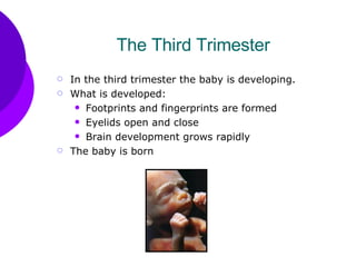 The Third Trimester  In the third trimester the baby is developing. What is developed: Footprints and fingerprints are formed Eyelids open and close Brain development grows rapidly The baby is born 