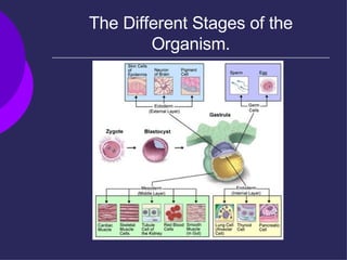 The Different Stages of the Organism. 