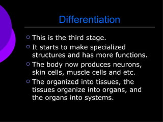 Differentiation This is the third stage. It starts to make specialized structures and has more functions.  The body now produces neurons, skin cells, muscle cells and etc. The organized into tissues, the tissues organize into organs, and the organs into systems. 