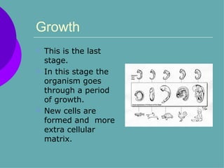 Growth This is the last stage.  In this stage the organism goes through a period of growth.  New cells are formed and  more extra cellular matrix. 