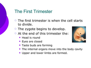 The First Trimester  The first trimester is when the cell starts to divide. The zygote begins to develop. At the end of this trimester the: Head is round Eyes are closed Taste buds are forming The internal organs move into the body cavity Upper and lower limbs are formed. 