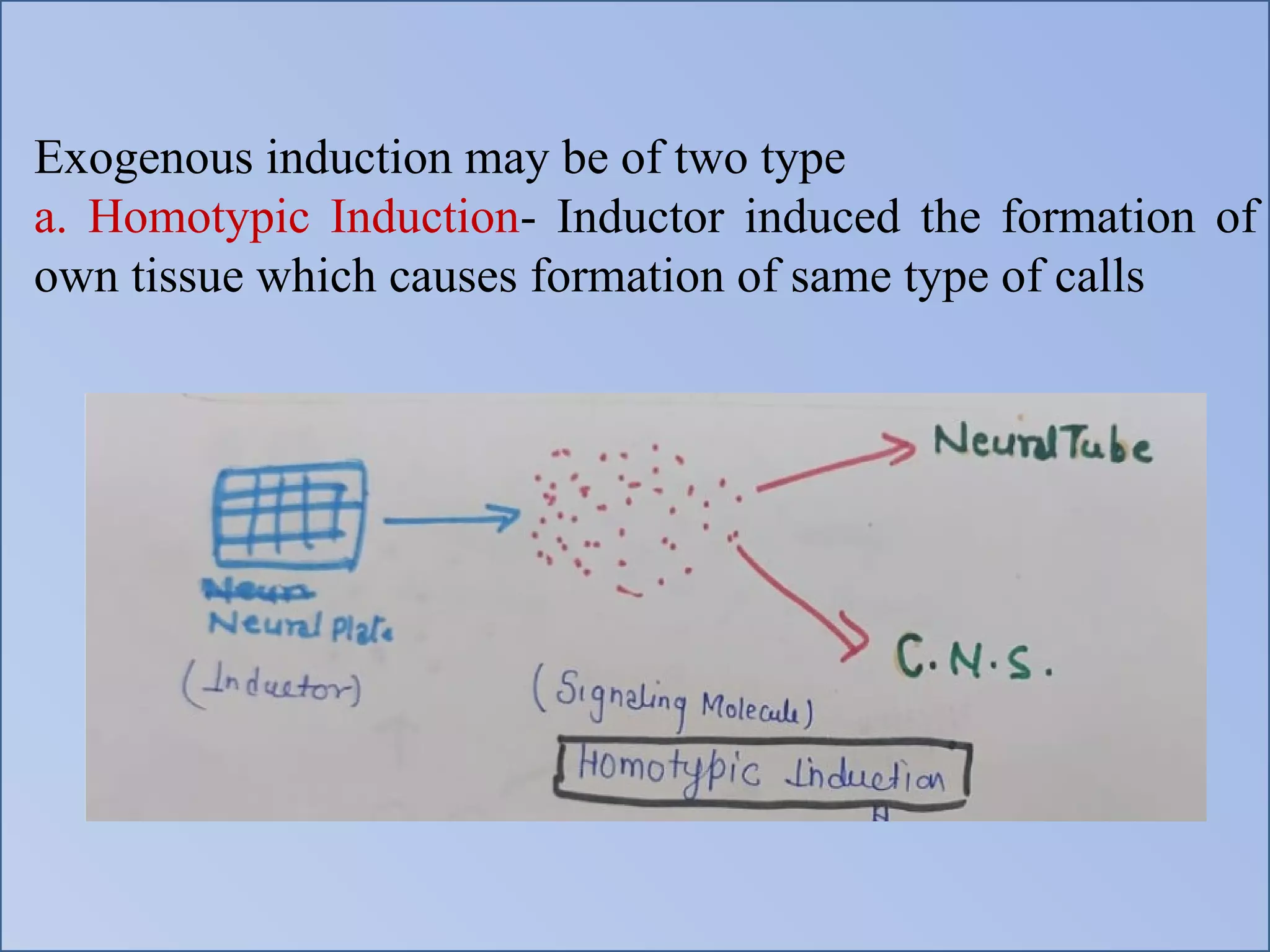 Exogenous induction may be of two type
a. Homotypic Induction- Inductor induced the formation of
own tissue which causes formation of same type of calls
 