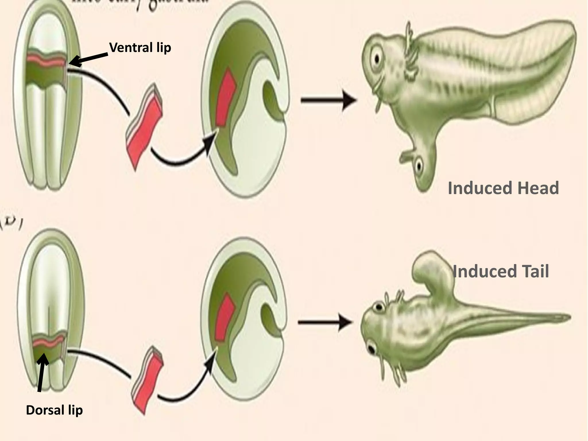 Induced Head
Induced Tail
Dorsal lip
Ventral lip
 