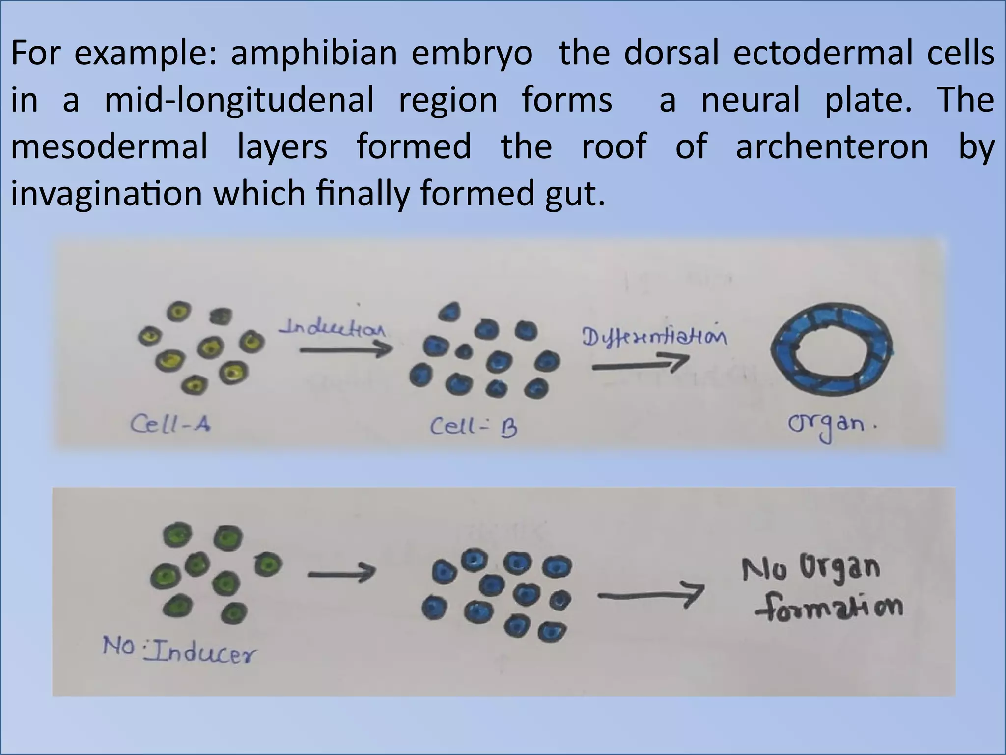 For example: amphibian embryo the dorsal ectodermal cells
in a mid-longitudenal region forms a neural plate. The
mesodermal layers formed the roof of archenteron by
invagination which finally formed gut.
 