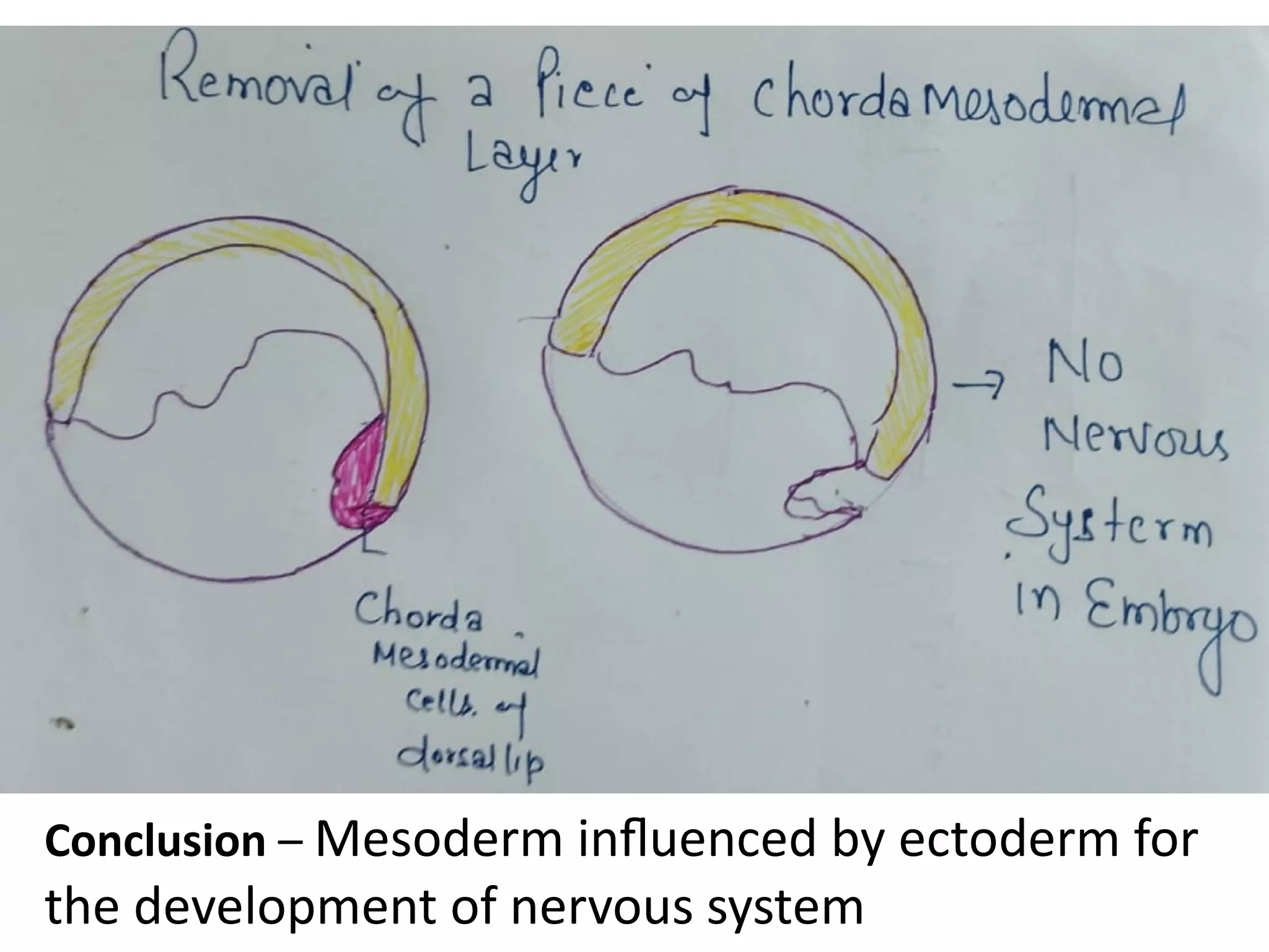 Conclusion – Mesoderm influenced by ectoderm for
the development of nervous system
 