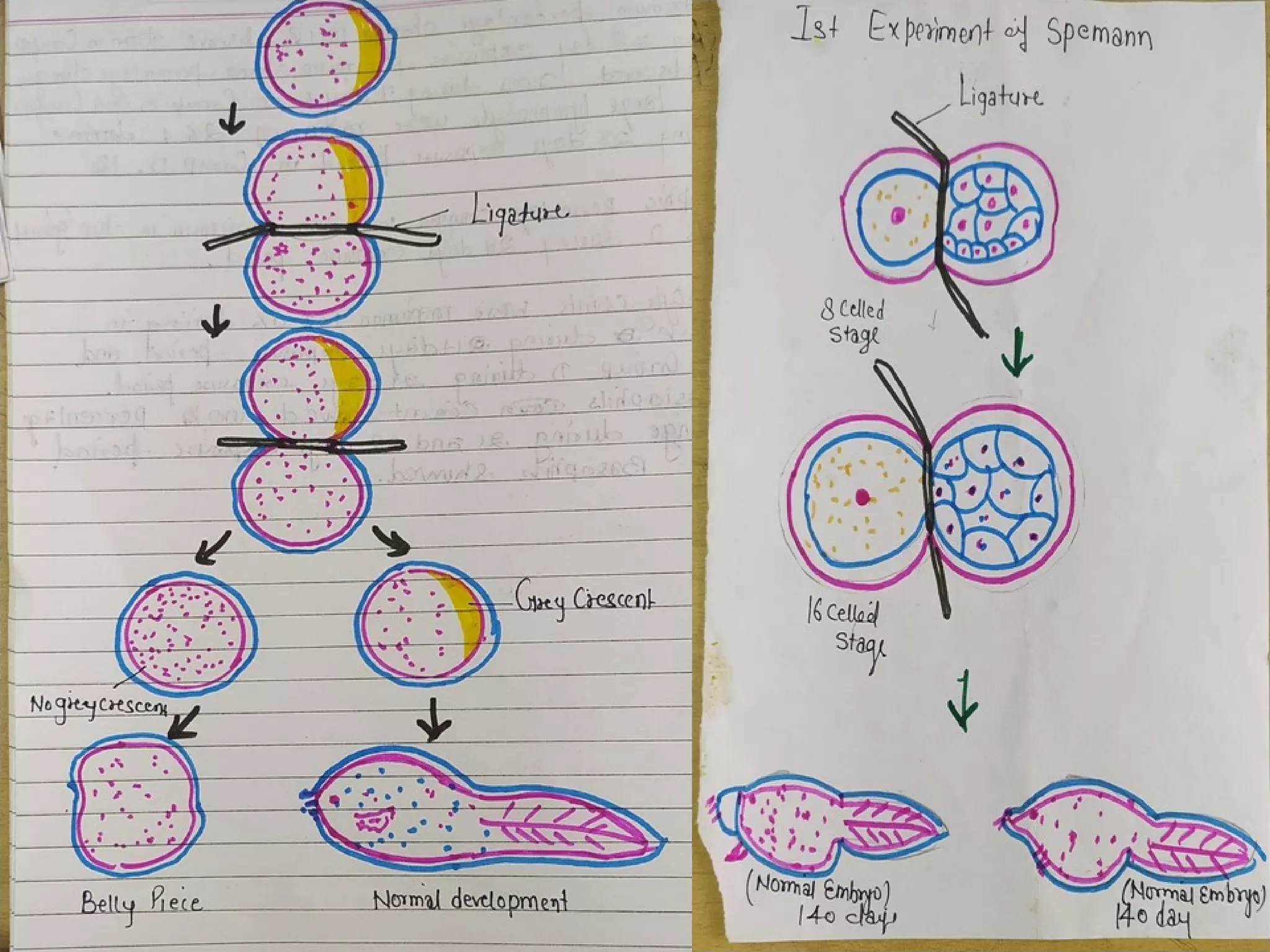 embryonic-induction.pdf