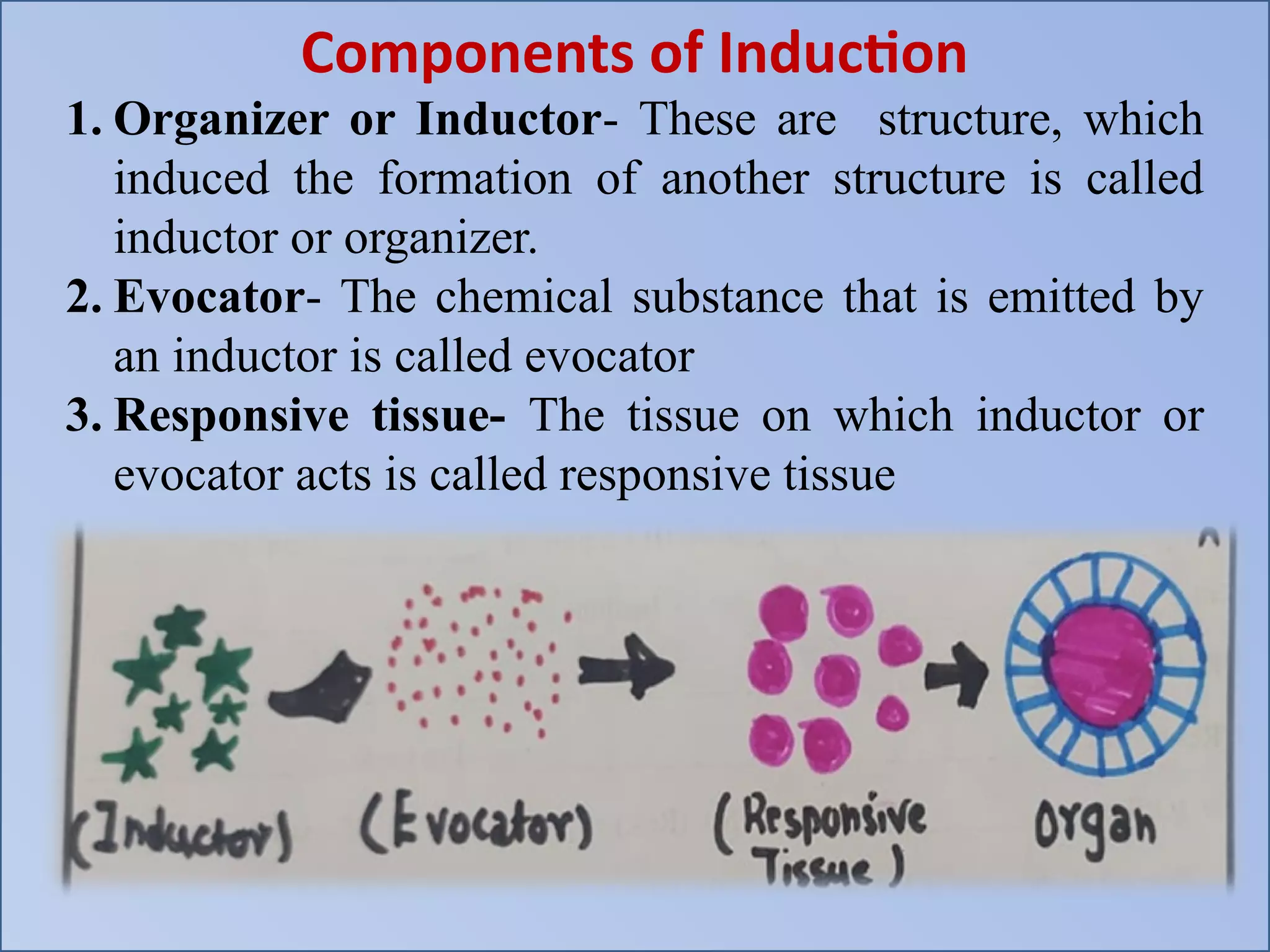Components of Induction
1. Organizer or Inductor- These are structure, which
induced the formation of another structure is called
inductor or organizer.
2. Evocator- The chemical substance that is emitted by
an inductor is called evocator
3. Responsive tissue- The tissue on which inductor or
evocator acts is called responsive tissue
 