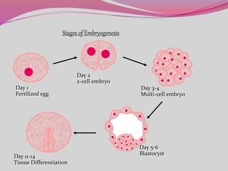 Stages of Embryogenesis
Day 1
Fertilized egg
Day 2
2-cell embryo
Day 3-4
Multi-cell embryo
Day 5-6
Blastocyst
Day 11-14
Tissue Differentiation
 